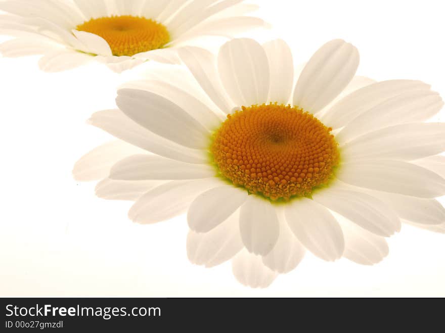 White daisy flowers on white background. White daisy flowers on white background