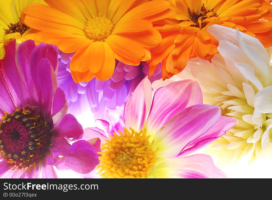 Image of colorful flowers on light box