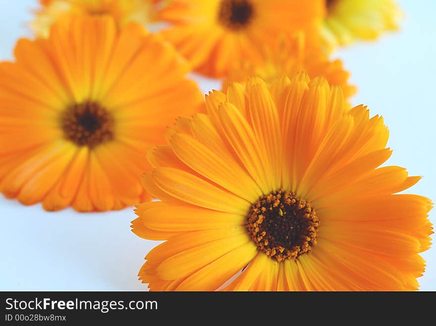 Orange gerber flowers on white background