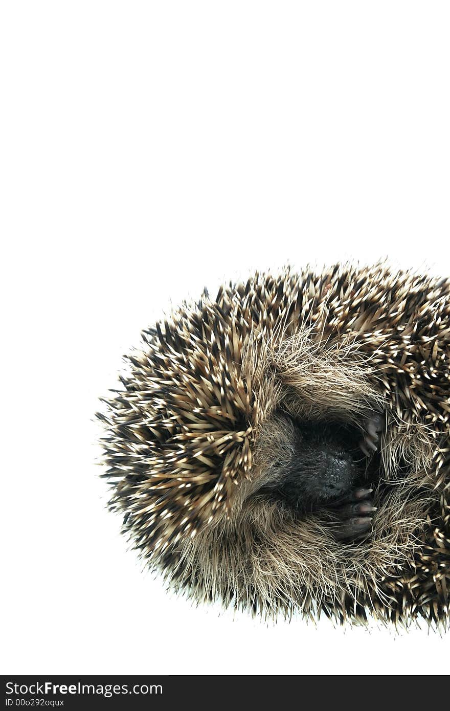 Hedgehog on a white background