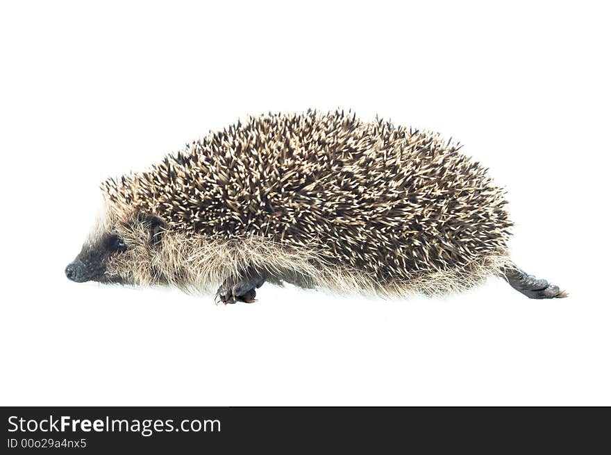 Hedgehog on a white background