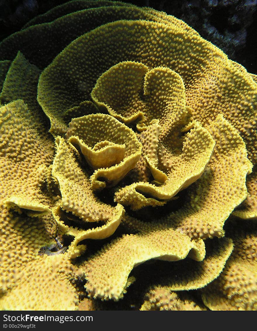 Sea Salad on Red Sea reef wall