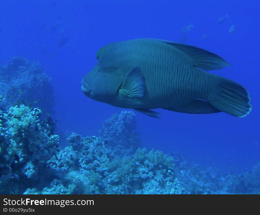 Napoleon Fish, Red Sea - Shark and Yolanda reef, Ras Mohammed National Park. Napoleon Fish, Red Sea - Shark and Yolanda reef, Ras Mohammed National Park