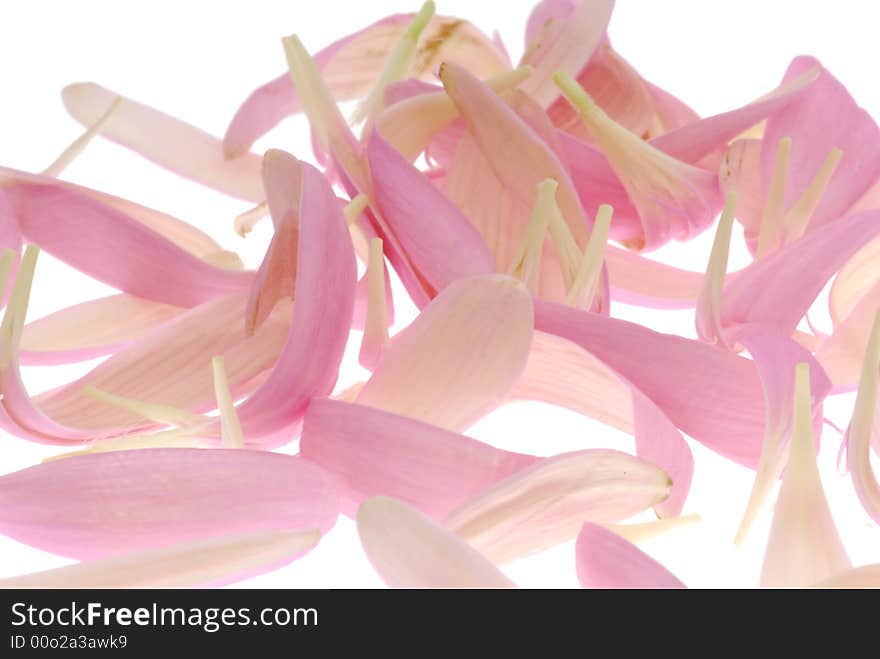 Pink gerber petals on light box. Pink gerber petals on light box