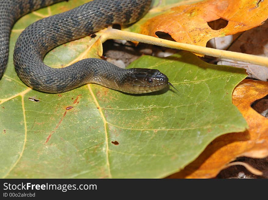 The Nerodia cyclopion is an endangered water snake found in wetlands and swamp of the southeastern United States.