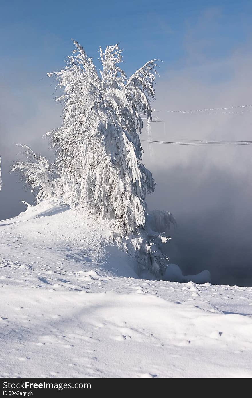 Snowed and the frozen lonely tree