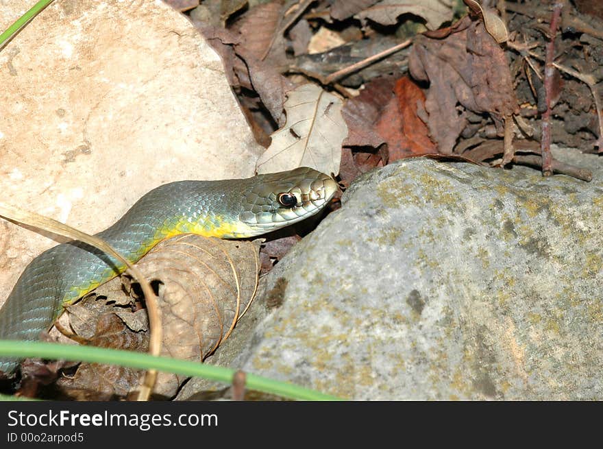 Western Yellow-Bellied Racer