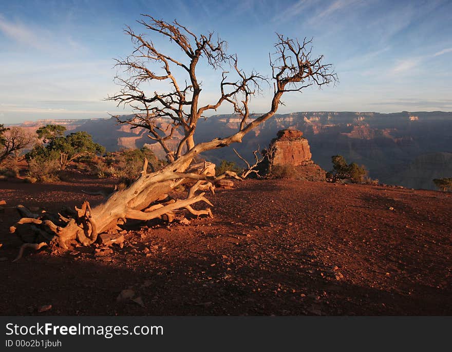 Lonely Tree