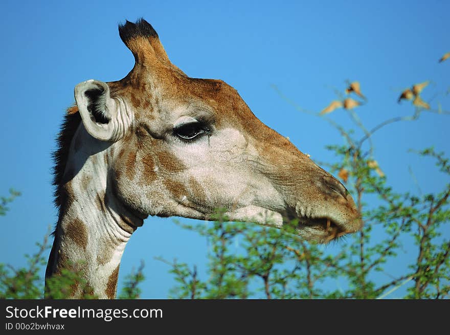 Giraffe (Giraffa Camelopardalis)