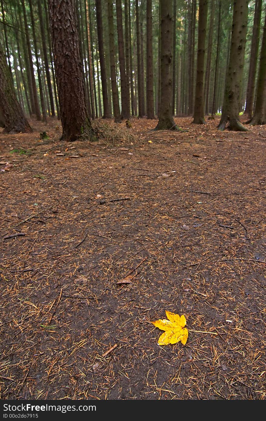 maple leaf lying on the land during autumn season