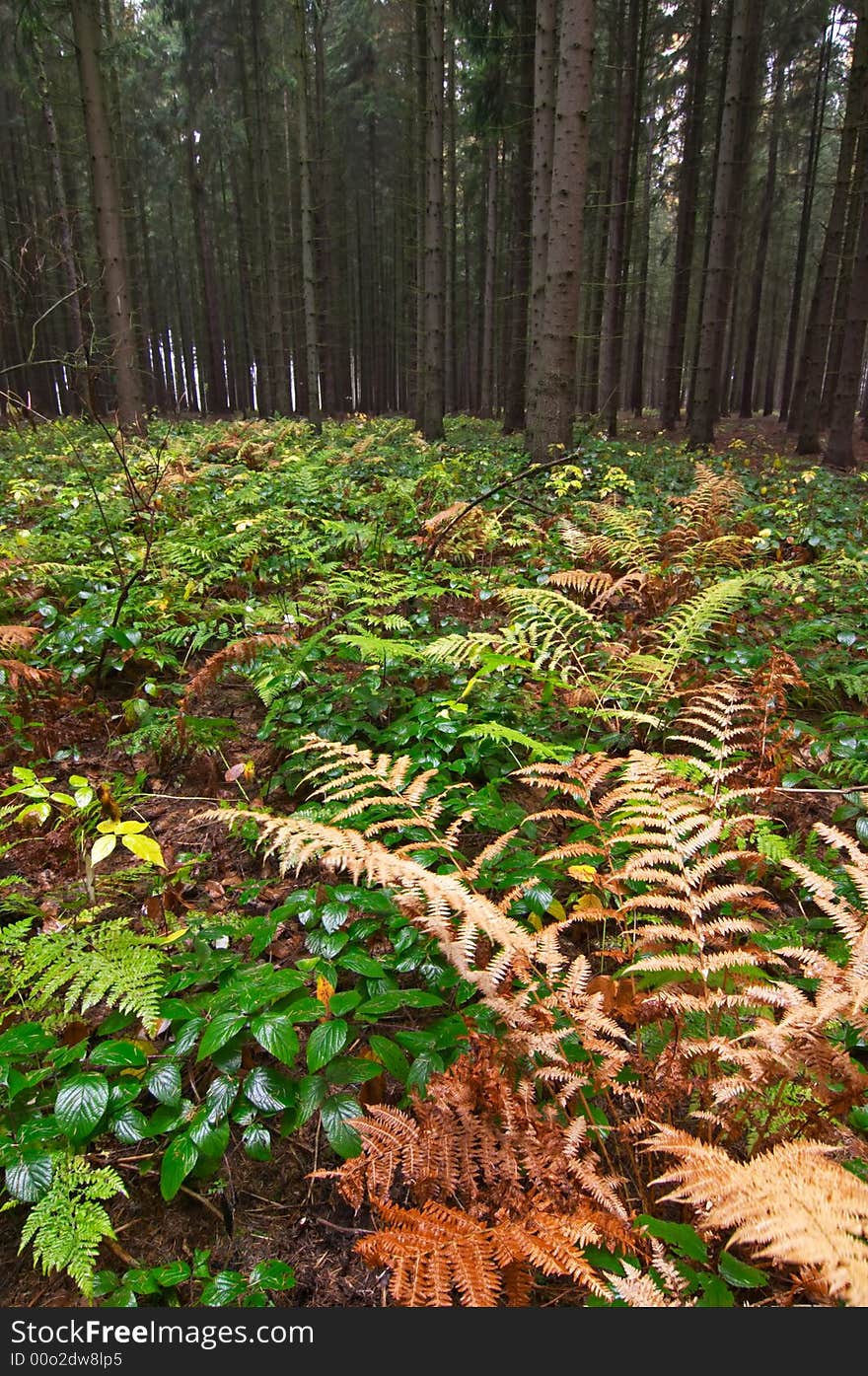 Autumn forest with fern and trees