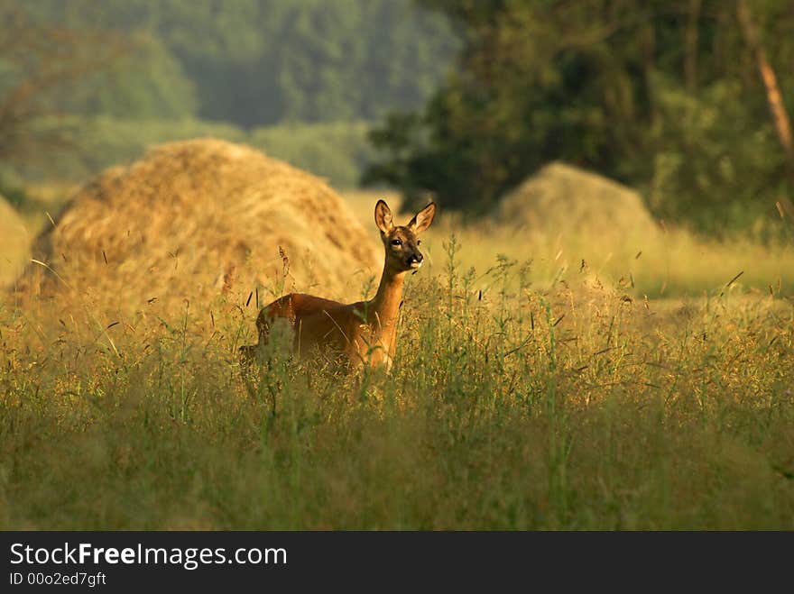 Poland.Meadows near Narew river.Spring.May. Poland.Meadows near Narew river.Spring.May