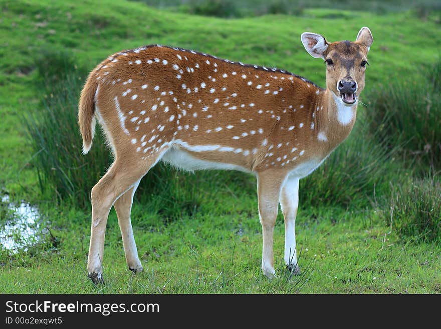 A female doe grazing in a field. A female doe grazing in a field