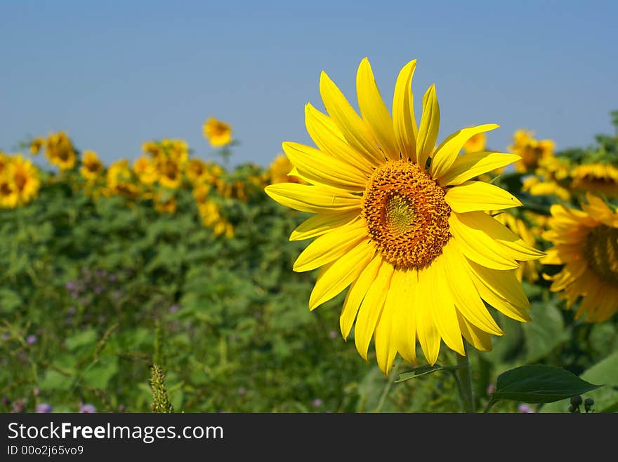 Sunflower against a blue sky