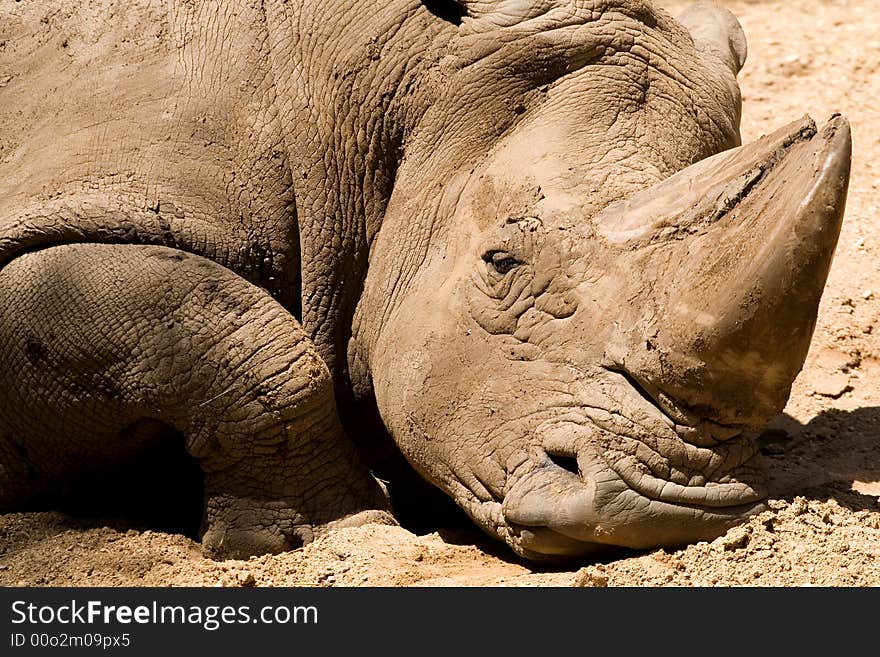 Muddy Rhino