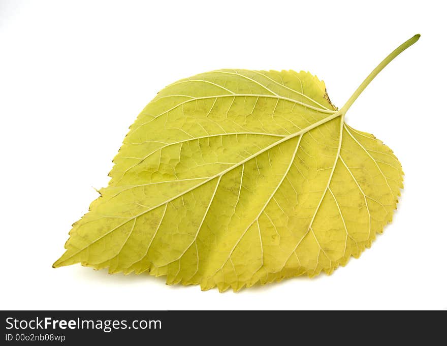 Yellow leaf