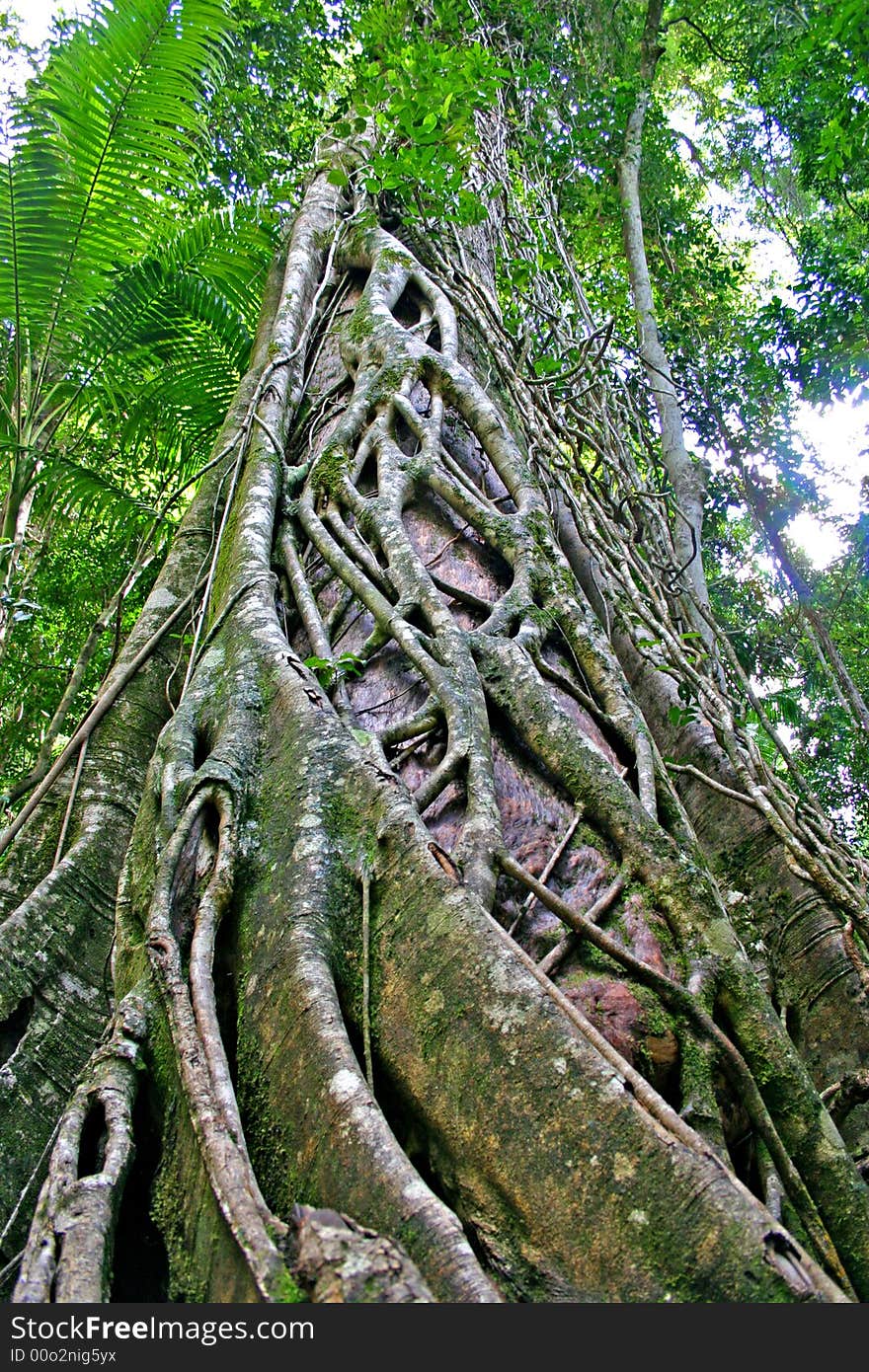 Fraser Island, Australia is the largest sand island in the world. Fraser Island, Australia is the largest sand island in the world