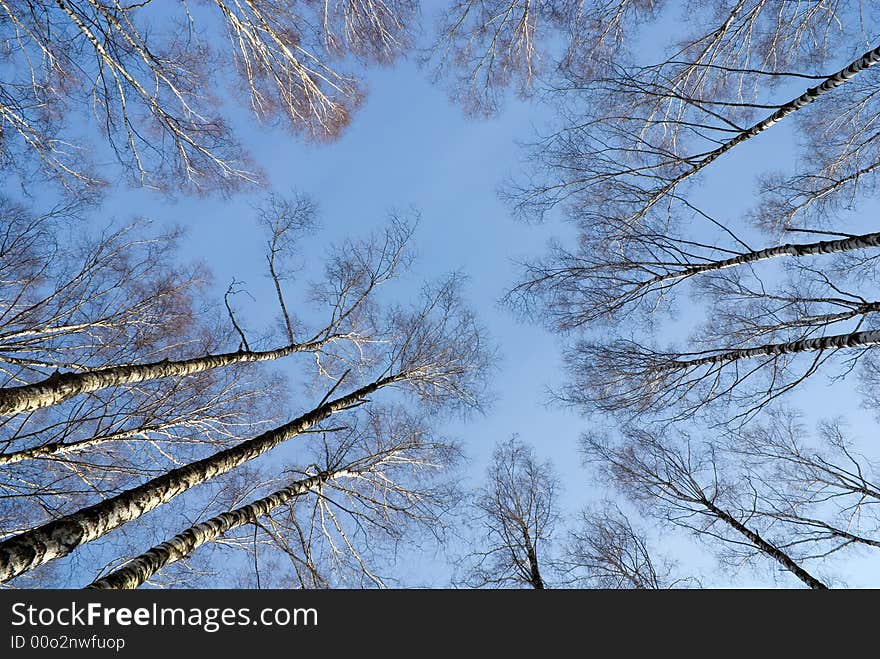 Look at sky through birches