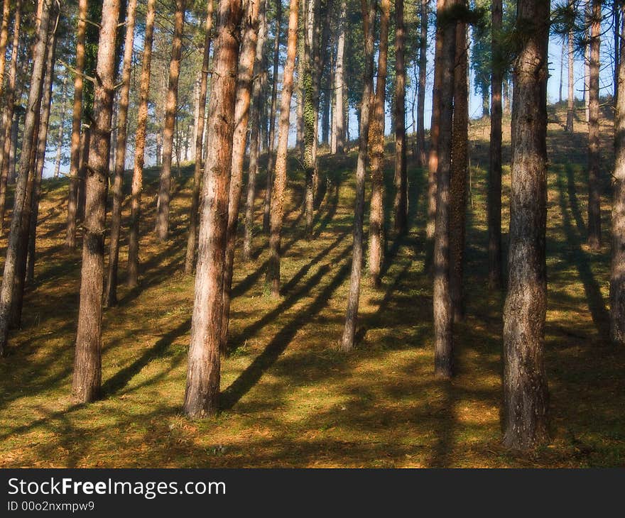 Pine trees