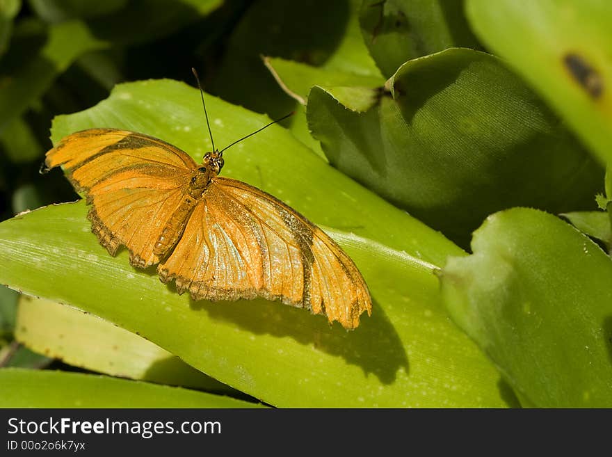 Orange Butterfly