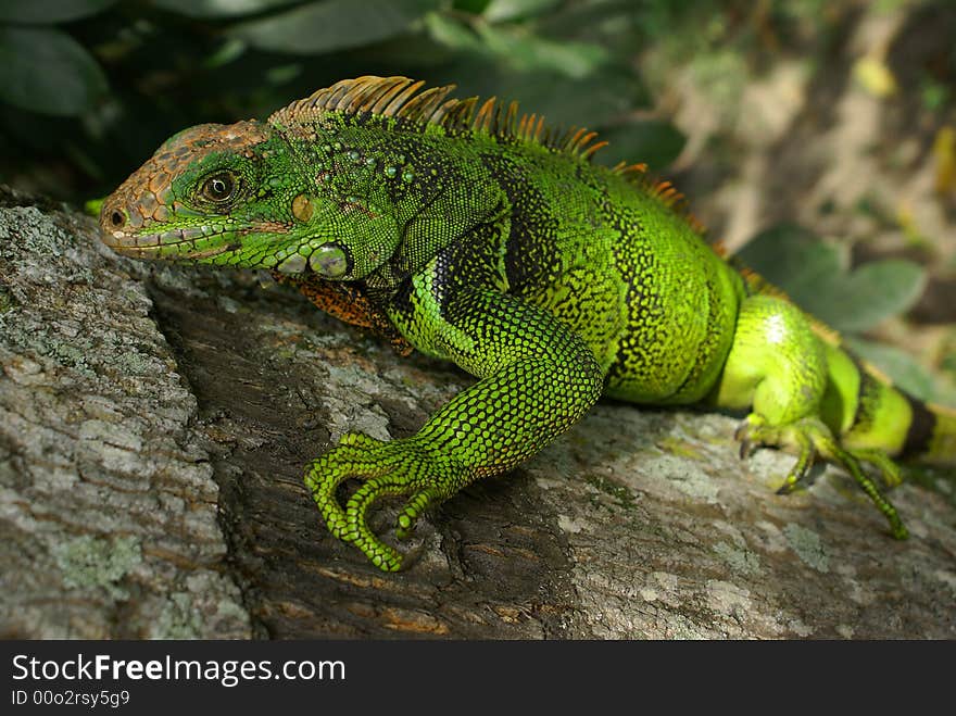 Male Green Iguana, taken on colombia