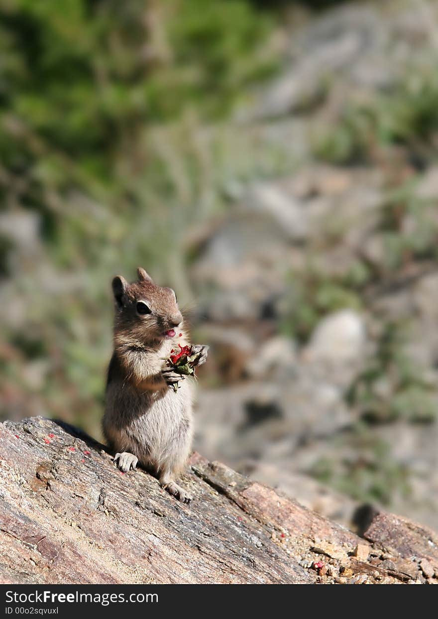 Chipmunk chewing red fruit