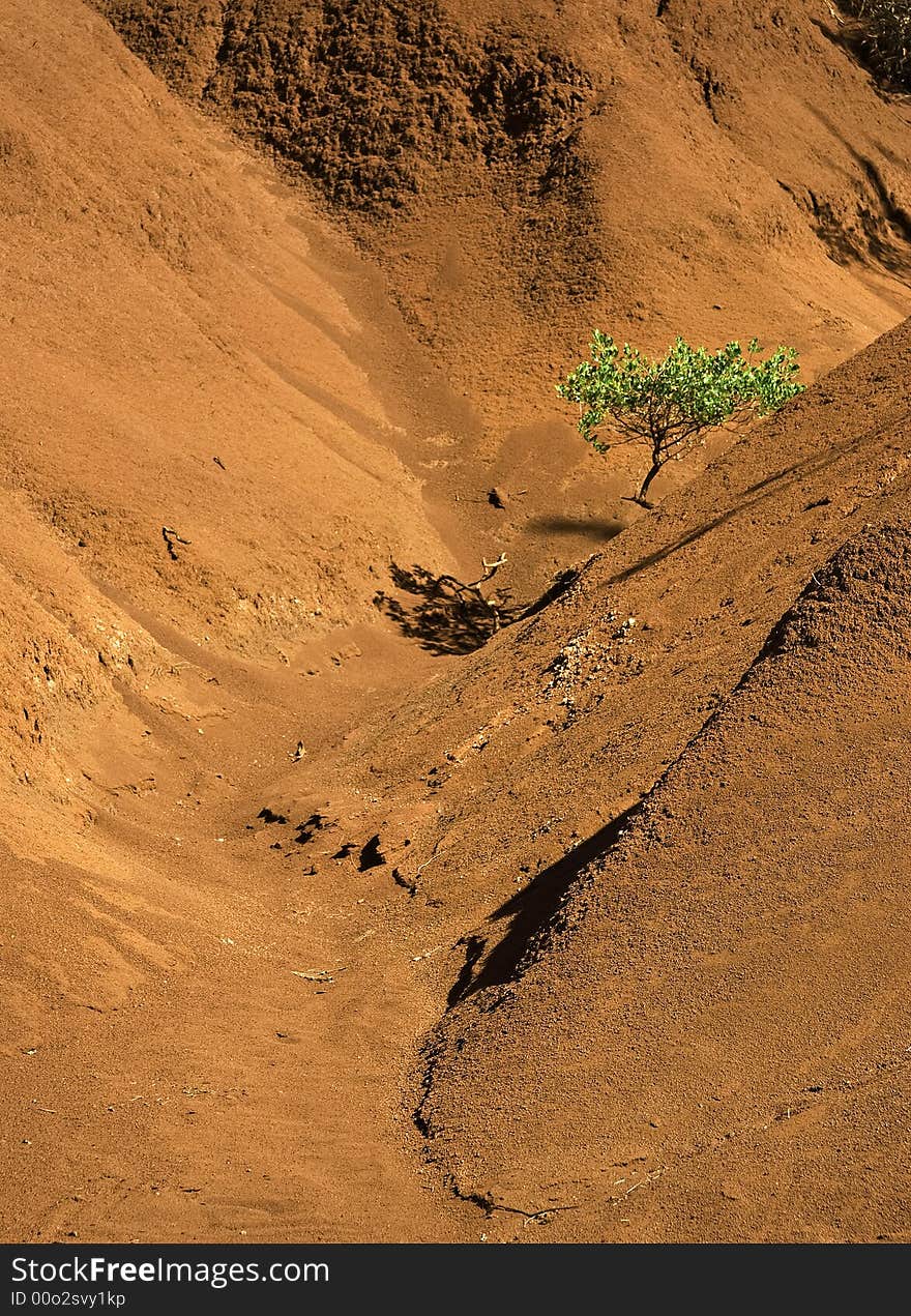 Vertical orientation of tree in dry red valley. Vertical orientation of tree in dry red valley