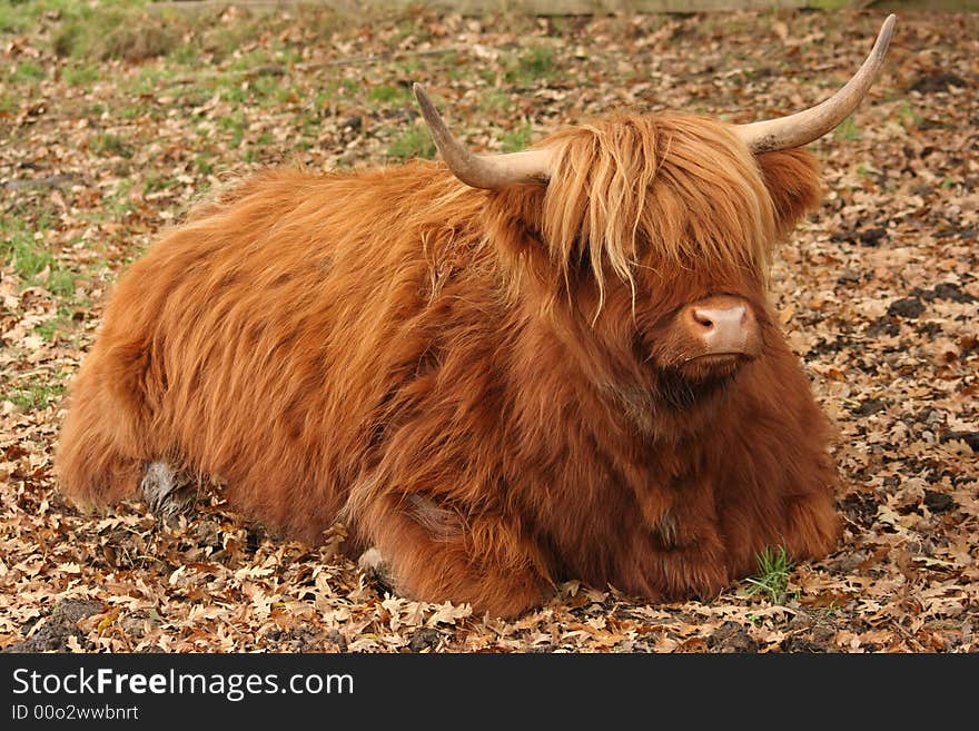 Scottish Highland Cow