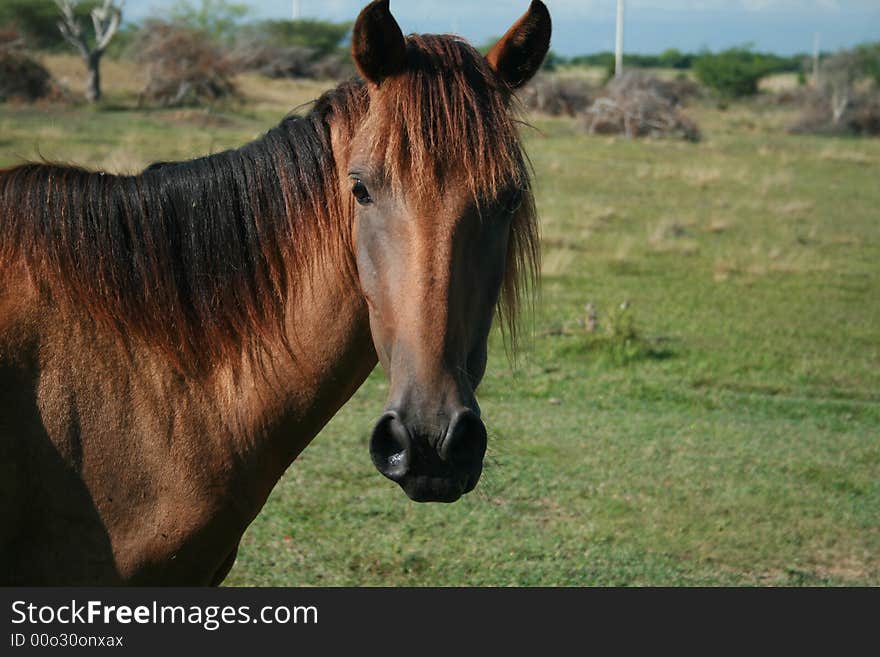 Young horse looking with curiosity. Young horse looking with curiosity