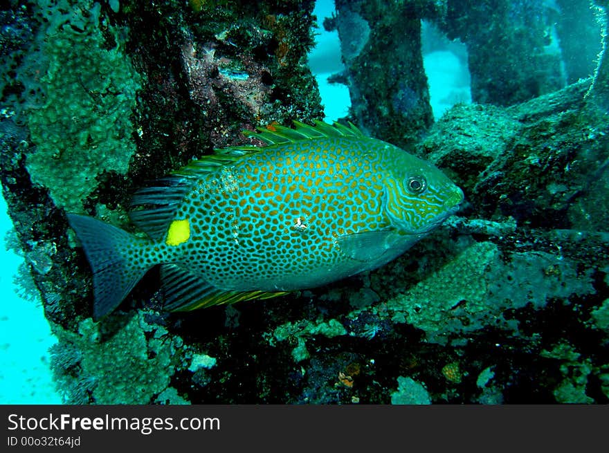 Fish with yellow spot near shipwreck in Puerto Galera, Philippines. Fish with yellow spot near shipwreck in Puerto Galera, Philippines.