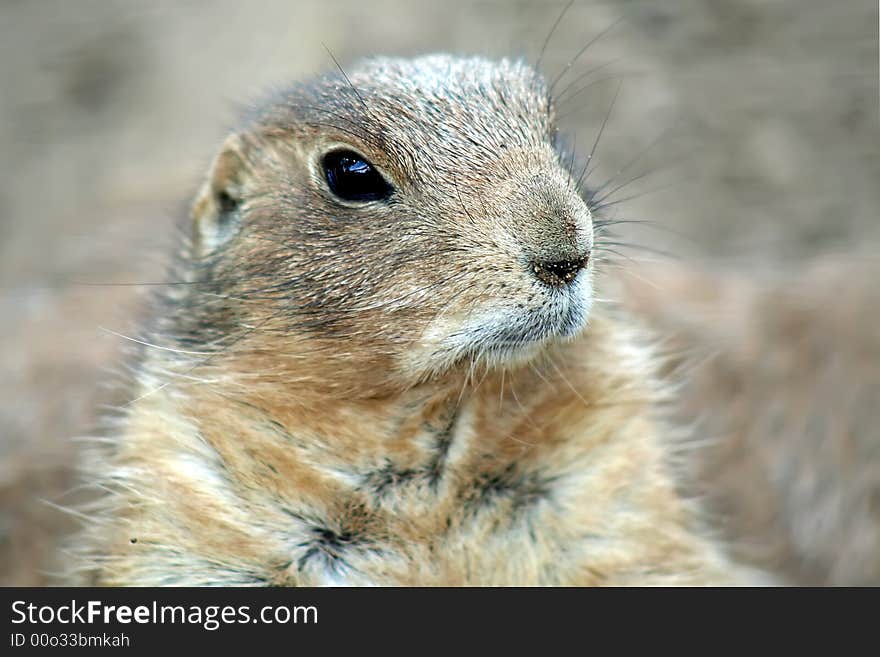 A cute, plump prairie dog