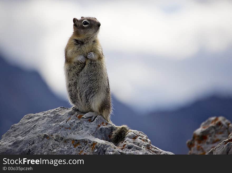 Mountain Squirrel