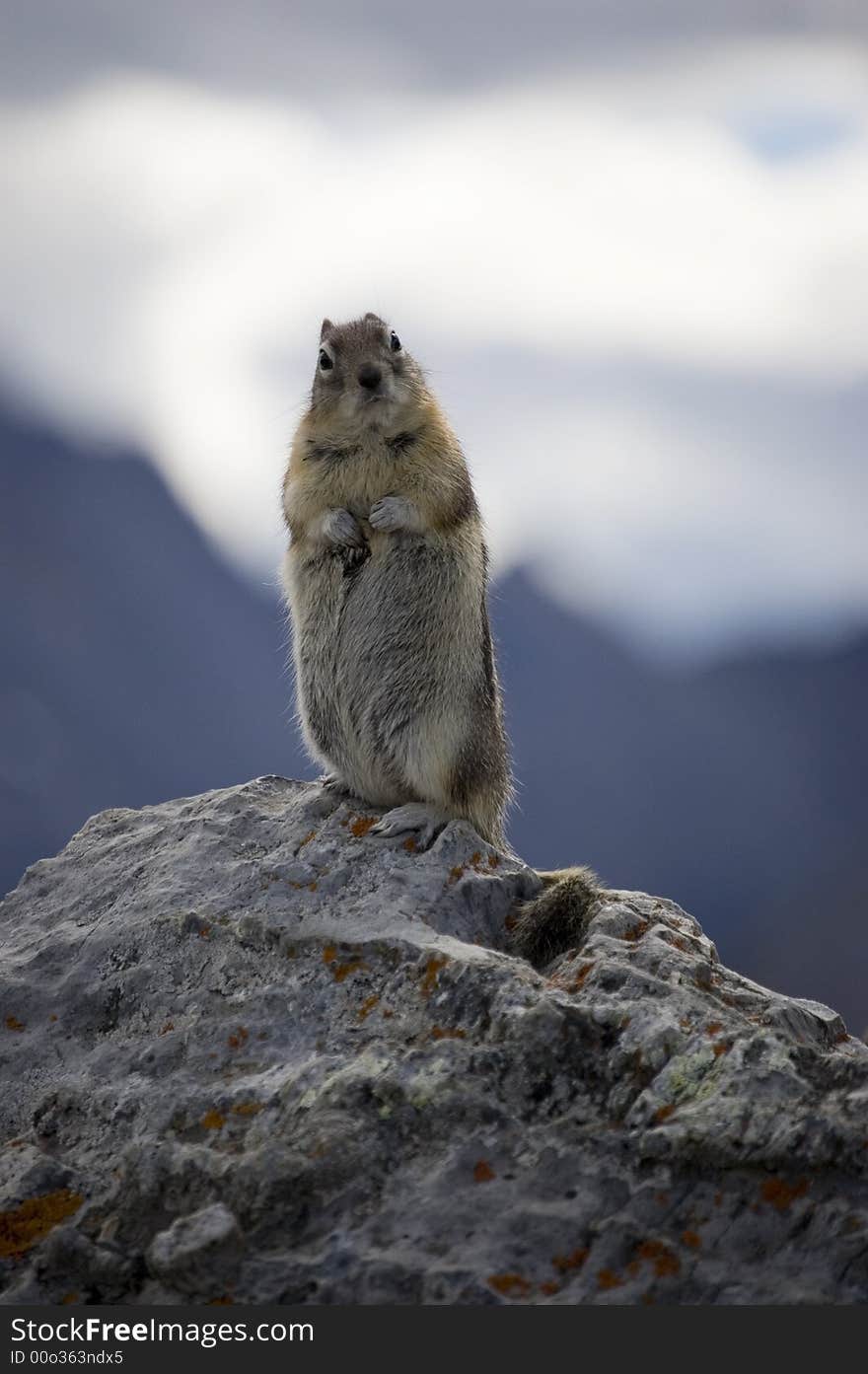 Mountain Squirrel