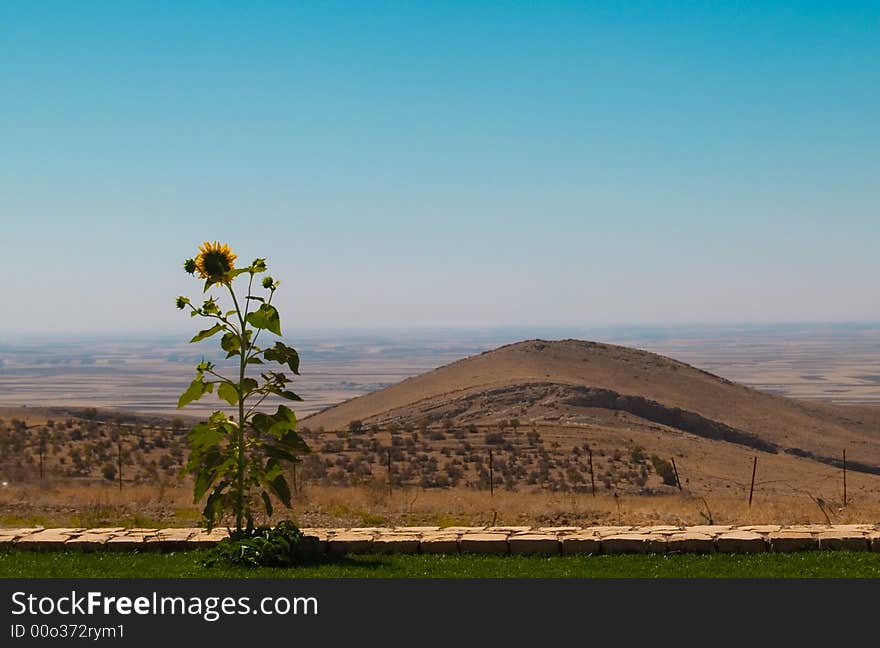 Sunflower in the landscape