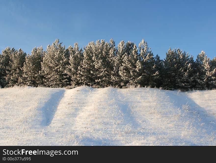 Winter Trees In A Winter Wood