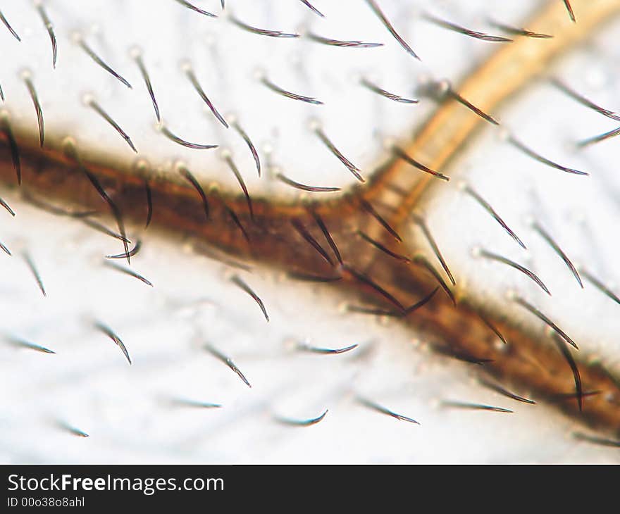 Microscopic honey bee wing