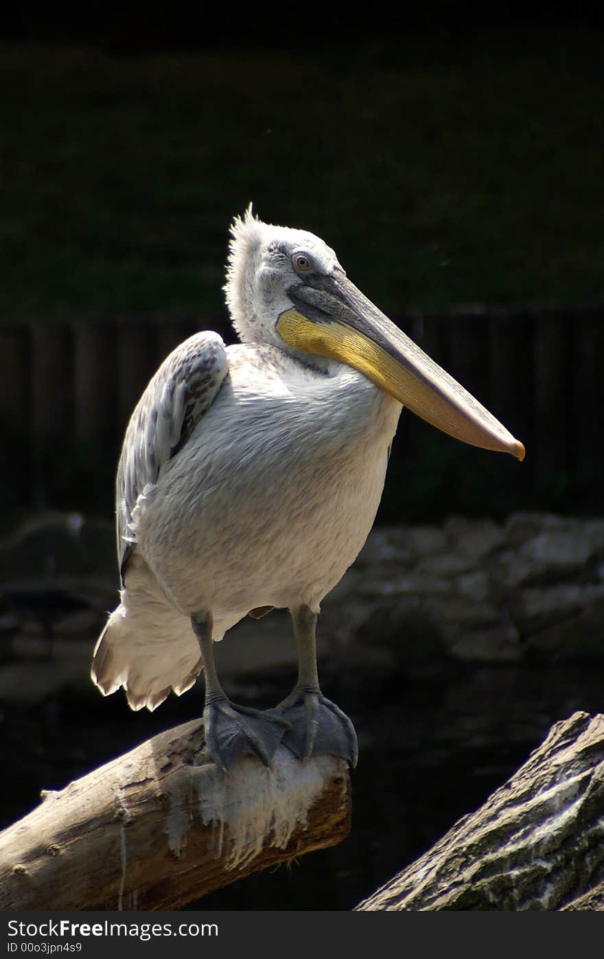 Berlin zoo, july 2006, Pelican on a log. Berlin zoo, july 2006, Pelican on a log