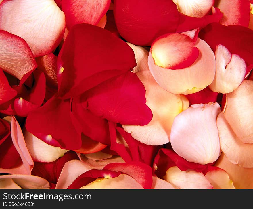 Beautiful macro close-up view of colorful rose petals pattern. Beautiful macro close-up view of colorful rose petals pattern