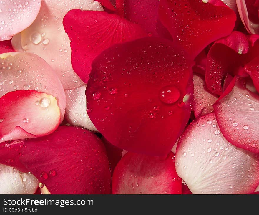 Beautiful macro close-up view of colorful rose petals pattern. Beautiful macro close-up view of colorful rose petals pattern