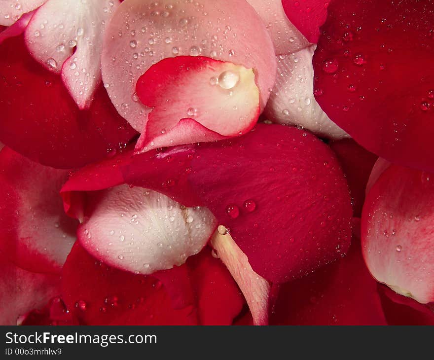 Beautiful Red Roses Petal Background