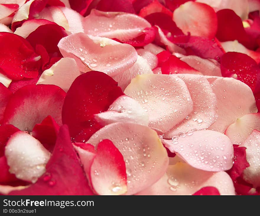 Beautiful macro close-up view of colorful rose petals pattern. Beautiful macro close-up view of colorful rose petals pattern