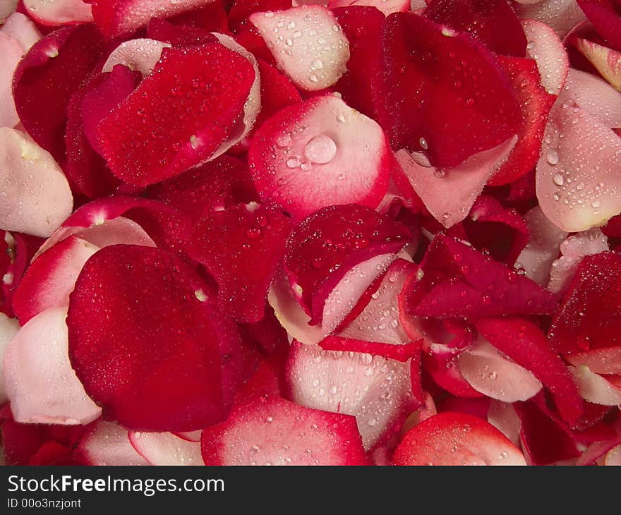 Beautiful Red Roses Petal Background