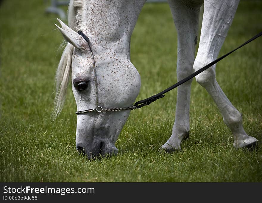 Beautiful young grey Arabian horse