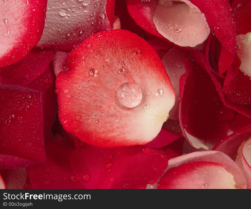 Beautiful macro close-up view of colorful rose petals pattern. Beautiful macro close-up view of colorful rose petals pattern