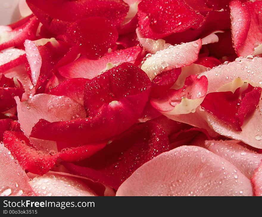 Beautiful macro close-up view of colorful rose petals pattern with waterdrops. Beautiful macro close-up view of colorful rose petals pattern with waterdrops