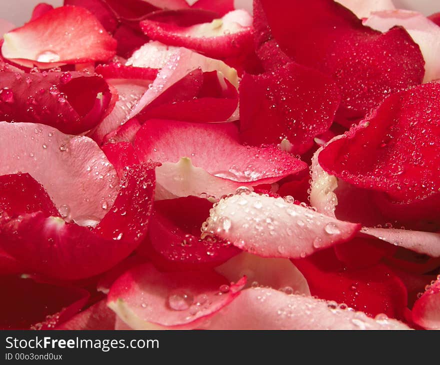 Beautiful macro close-up view of colorful rose petals pattern with waterdrops. Beautiful macro close-up view of colorful rose petals pattern with waterdrops