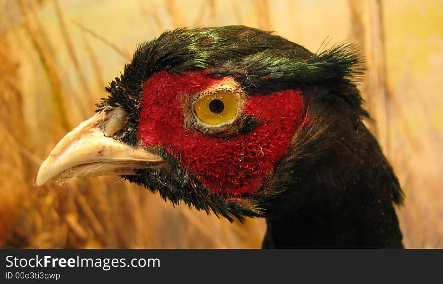 A head of bird - pheasant in museum