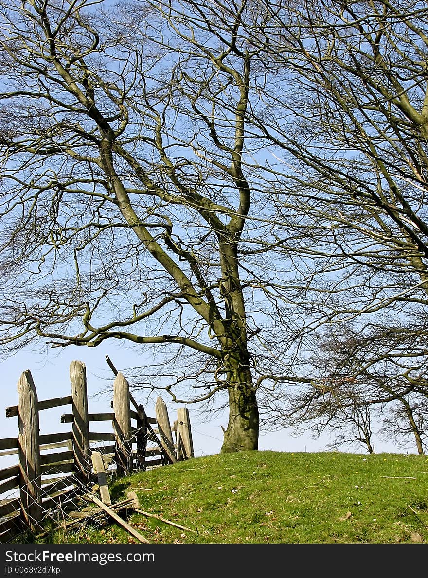 Trees in meadow