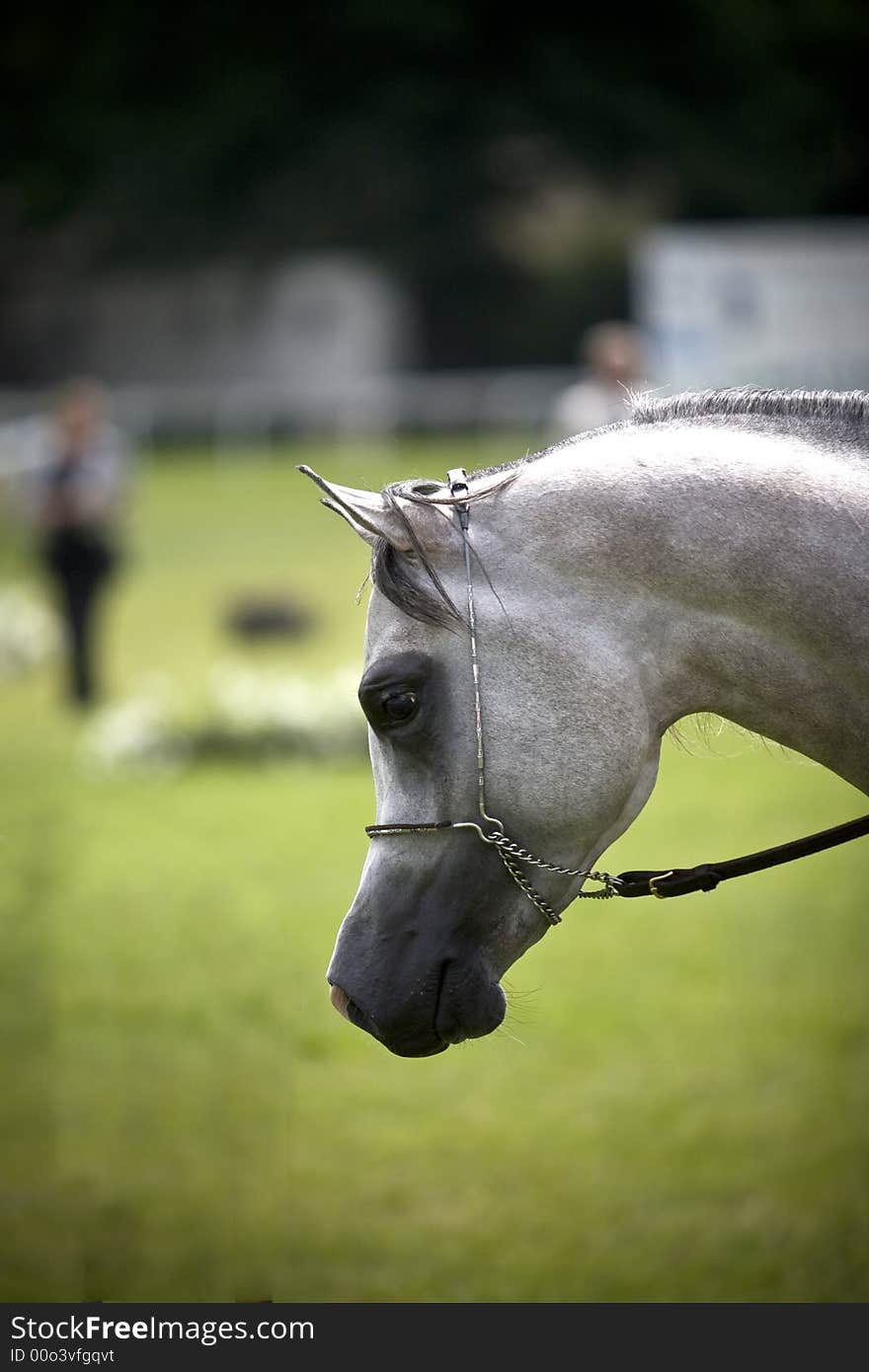 Beautiful grey young  Arabian horse. Beautiful grey young  Arabian horse