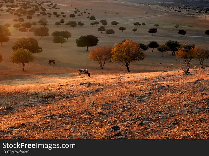 Pasture Land